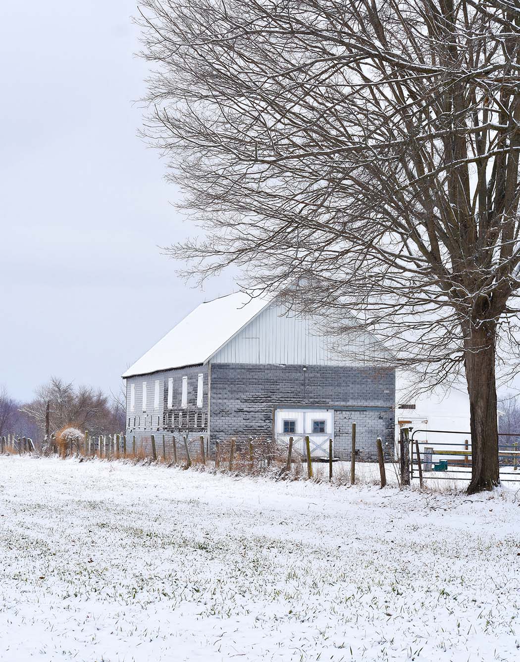 Snow-covered barn with a tree in the foreground on a snowy day