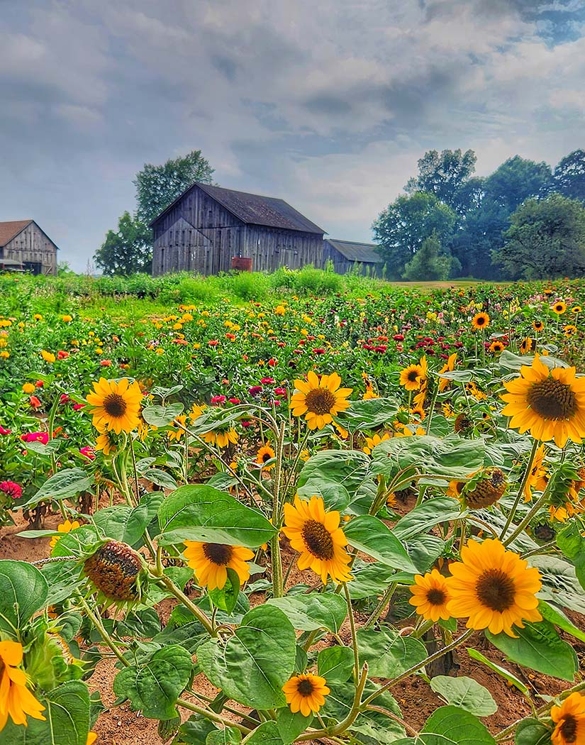 Sunflower field with a rustic barn in the background under a cloudy sky.