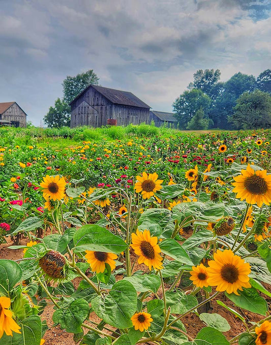 Sunflower field with a rustic barn in the background under a cloudy sky.