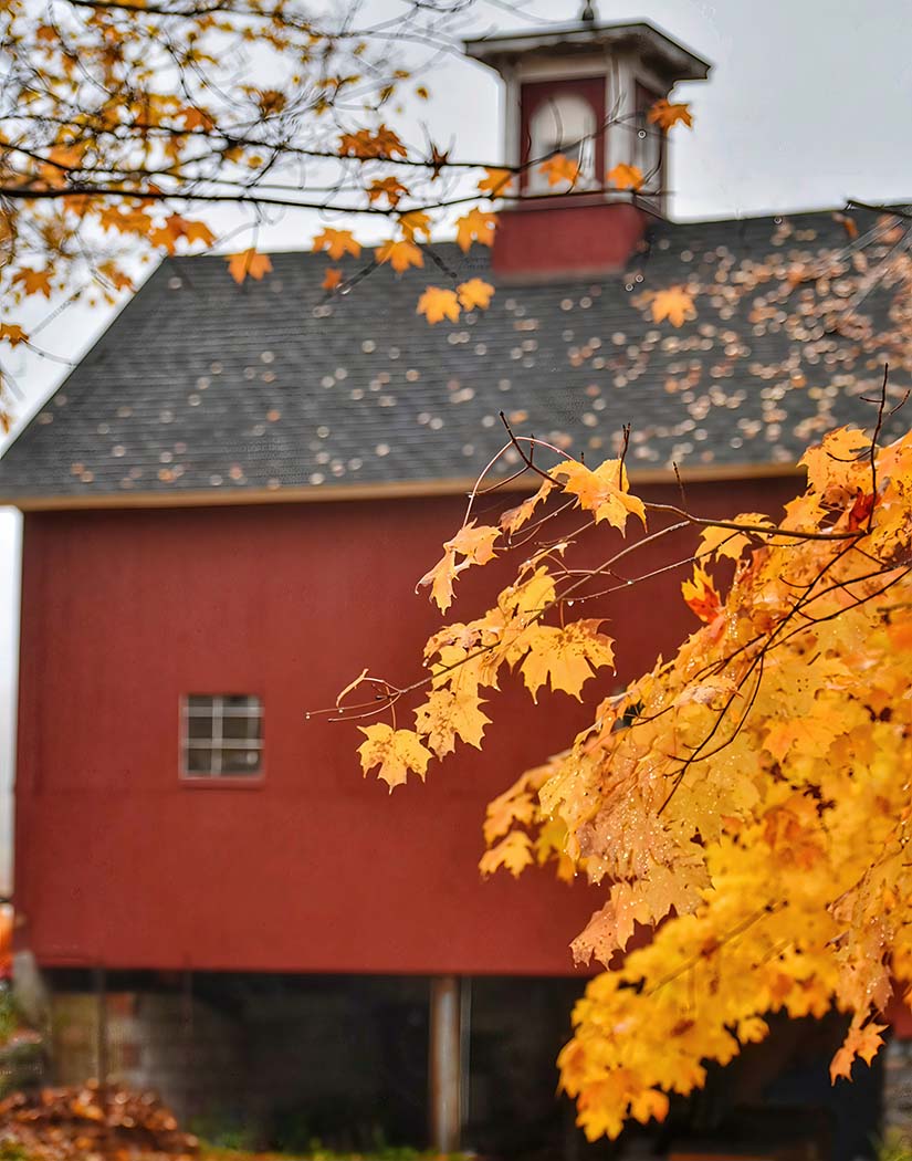 Red barn with autumn leaves in the foreground