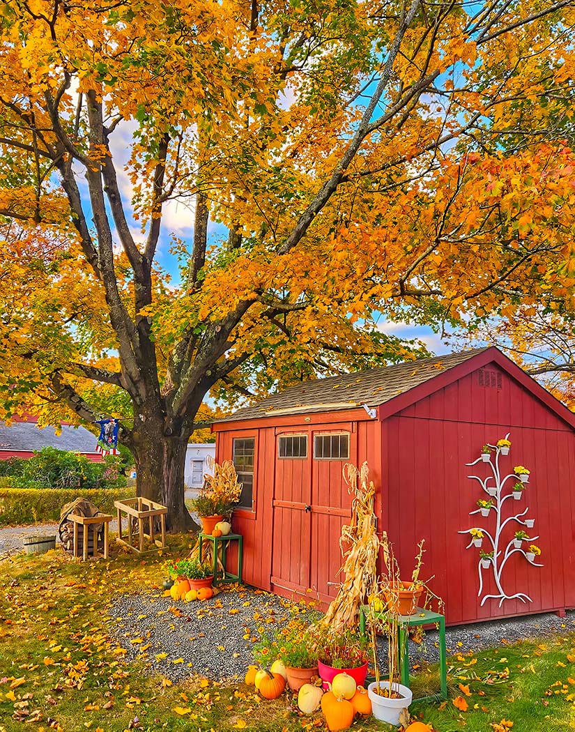 Red shed with autumn decorations in a garden setting