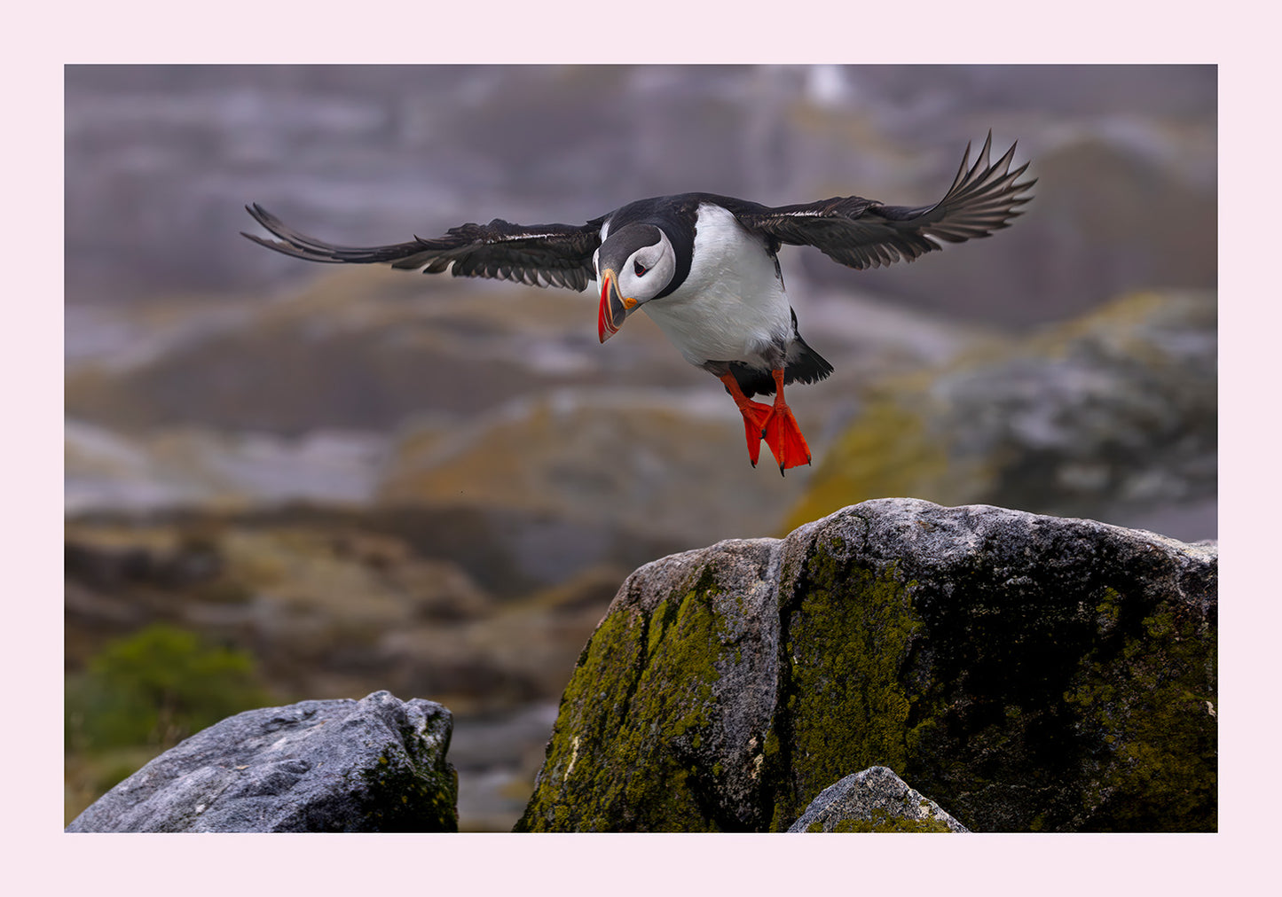 Puffin in flight over rocky terrain with a blurred natural background