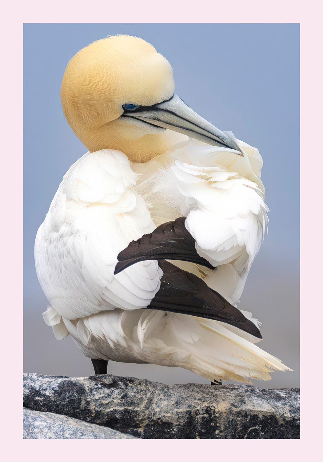 Gannet preening on a rock with a light blue background