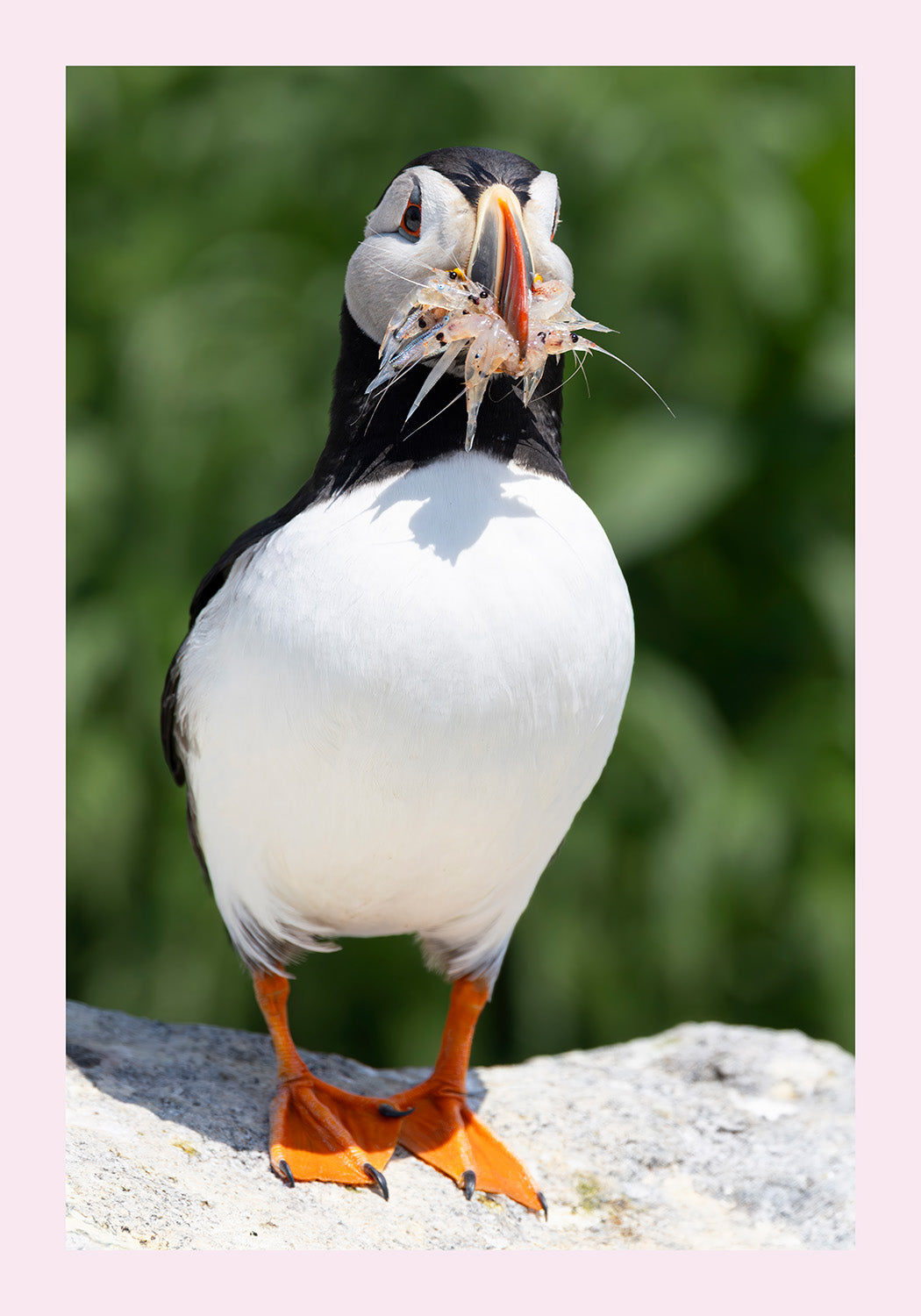 Catch of the Day - Limited Edition Photographic Print