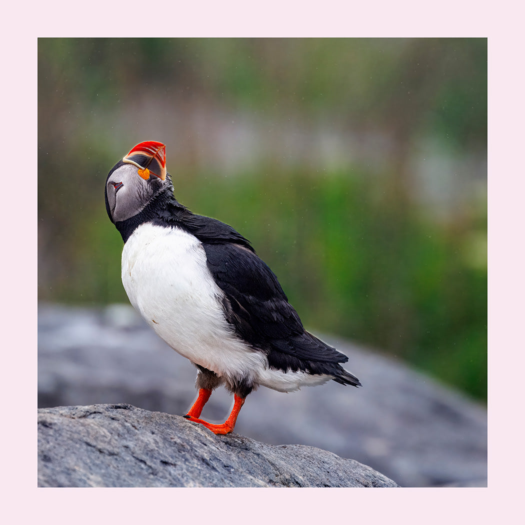 Puffin bird standing on a rock with a blurred natural background