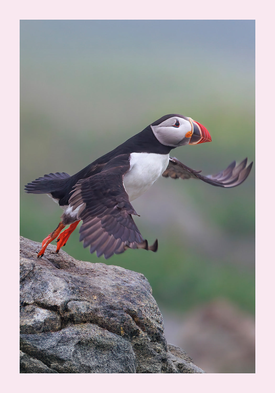 Puffin taking off from a rocky cliff with a blurred natural background