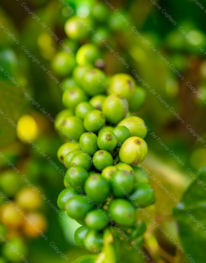 Coffee Beans — Photographic Print