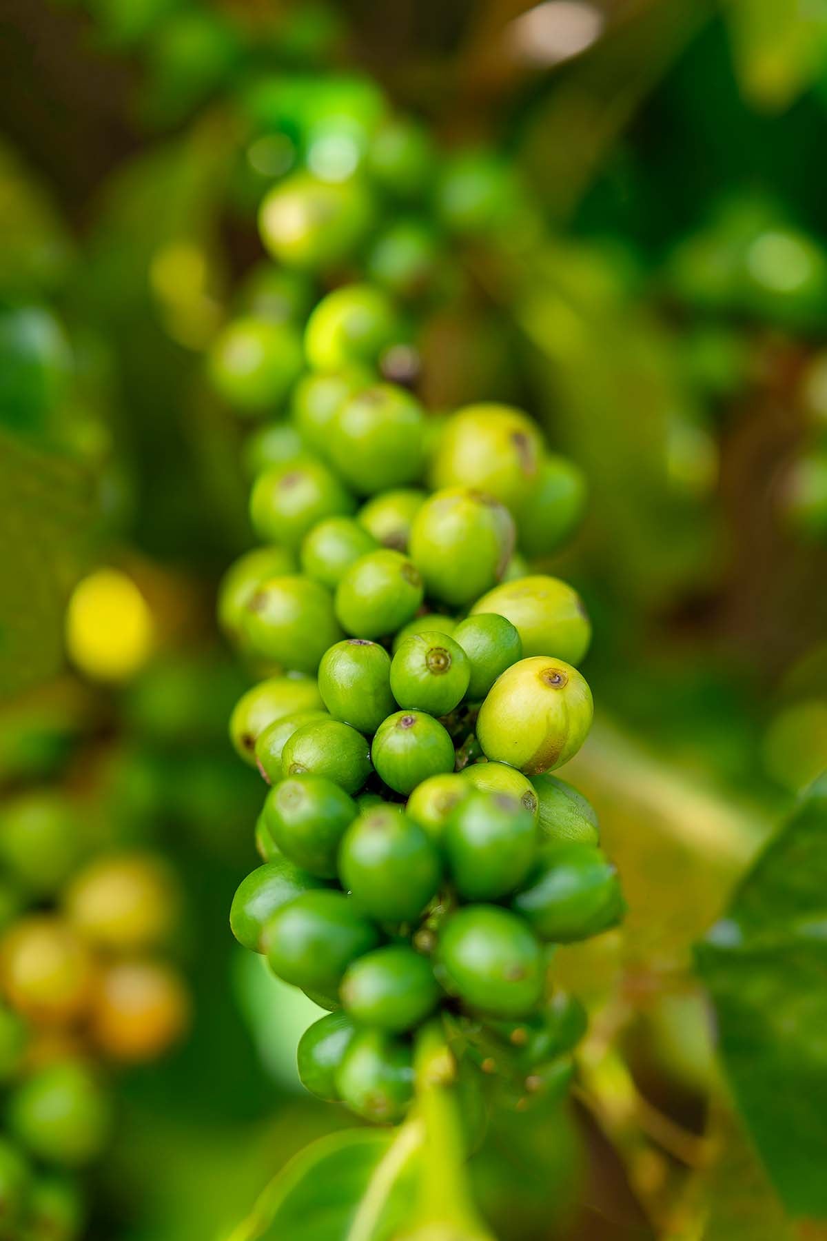 Close-up of green coffee cherries on a branch