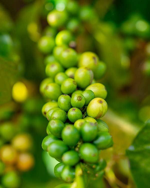 Close-up of green coffee cherries on a branch with blurred green leaves in the background.