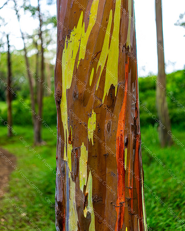 Rainbow Eucalyptus — Photographic Print