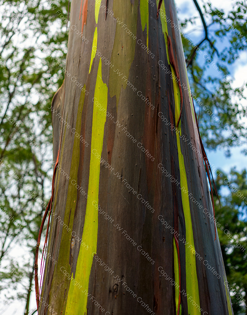 Rainbow Eucalyptus 2 — Photographic Print