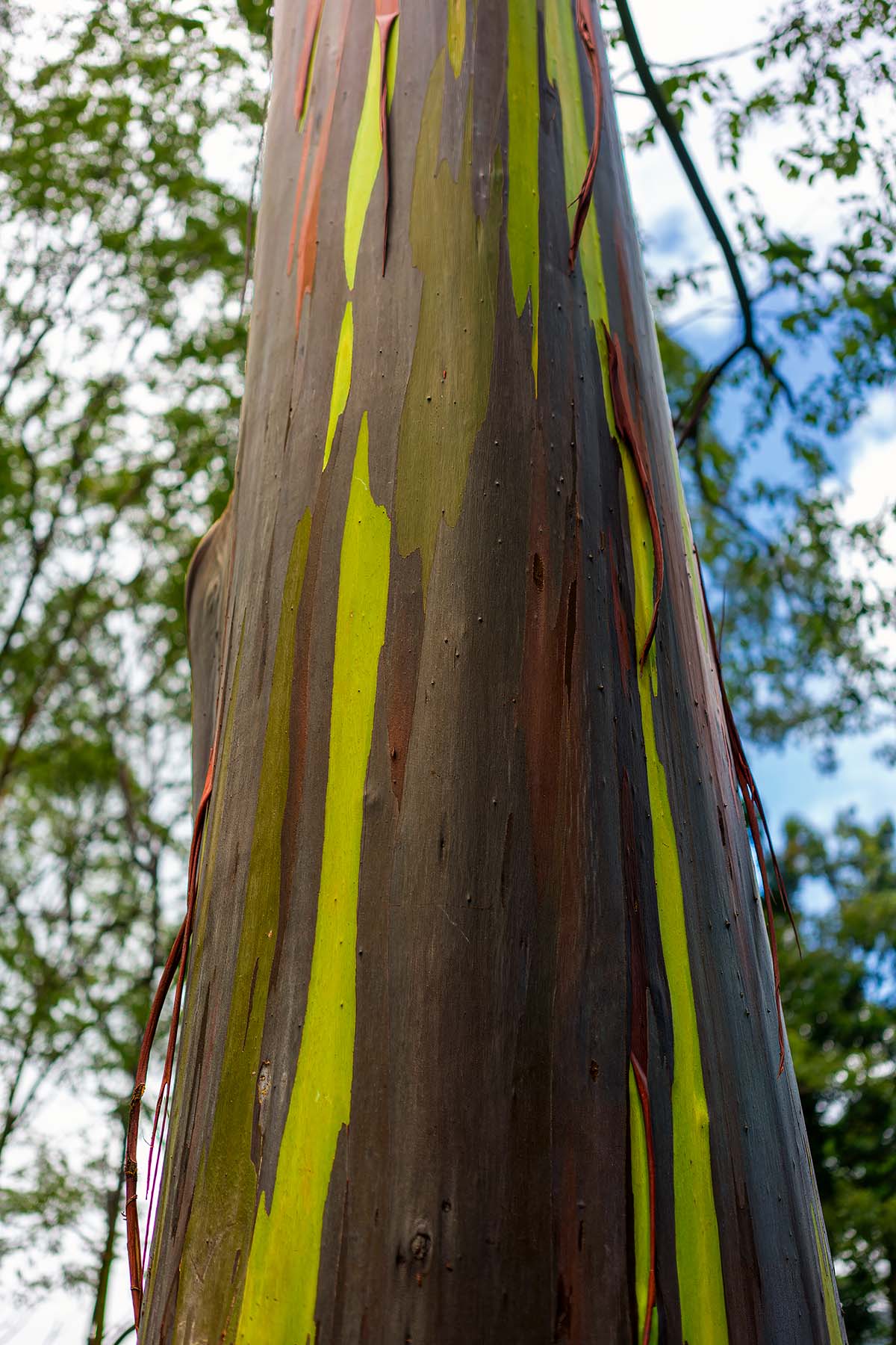 Colorful tree trunk with a rainbow pattern against a natural background