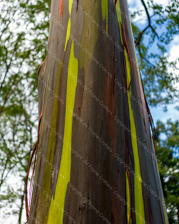 Rainbow Eucalyptus 2 — Photographic Print