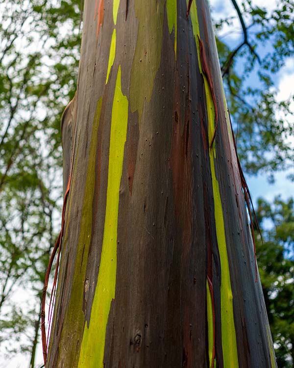 Close-up of a rainbow eucalyptus tree with colorful bark against a blurred natural background.