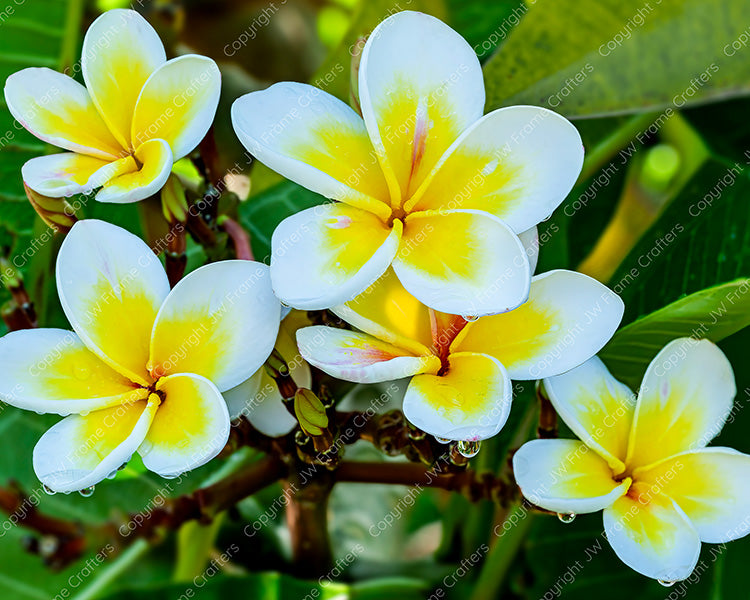 Plumeria Flowers — Photographic Print