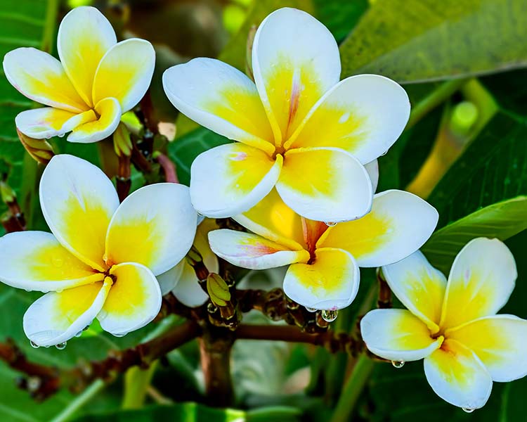 Close-up of white and yellow flowers with green leaves in the background