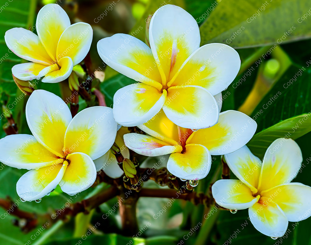 Plumeria Flowers — Photographic Print