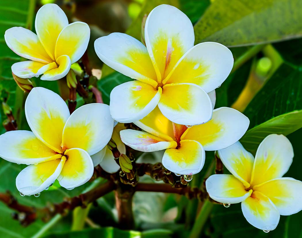 Close-up of white and yellow flowers with green leaves in the background