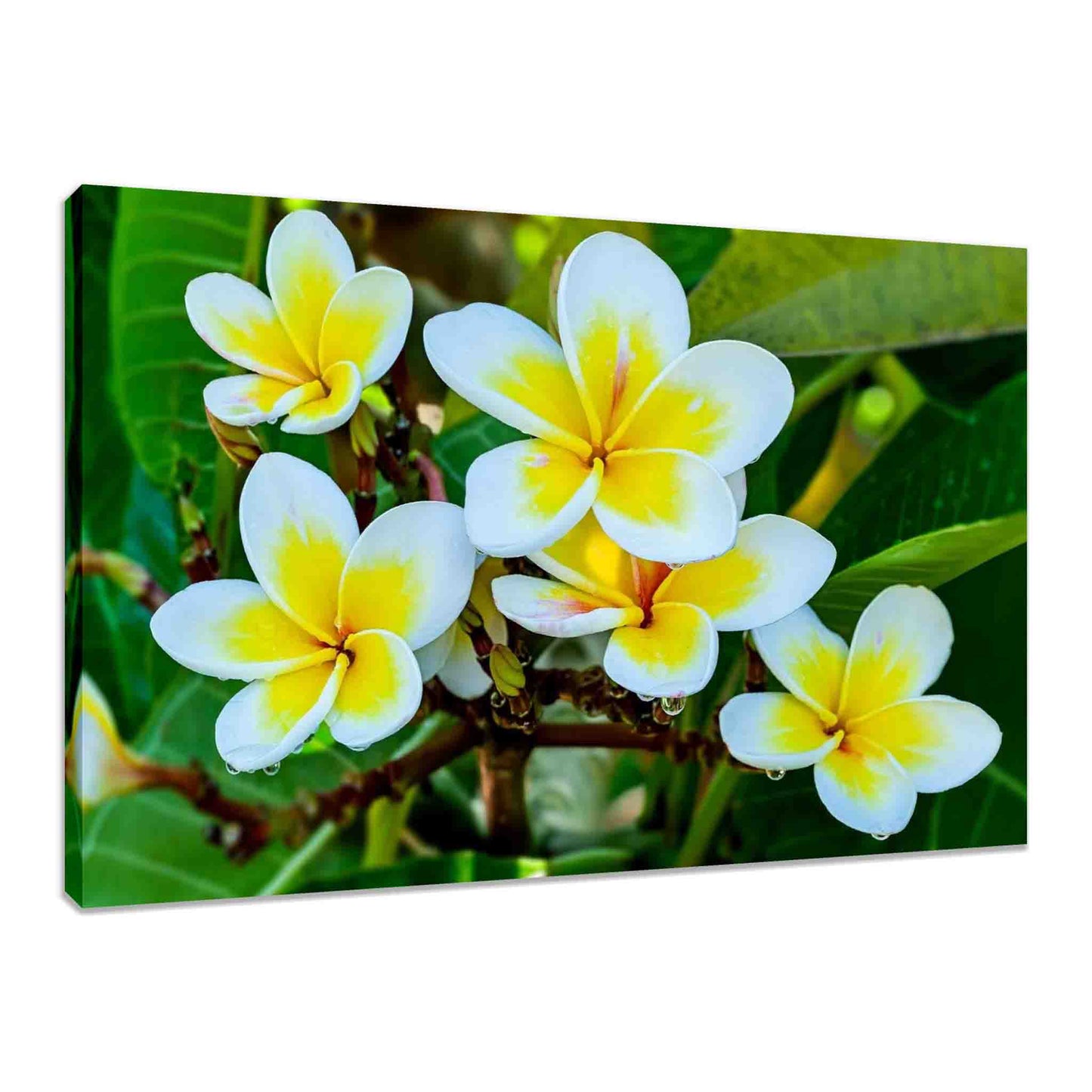 Canvas print of yellow and white flowers with green leaves on a white background