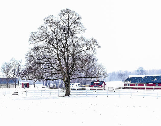 Winter Day on the Farm — South Glastonbury, Connecticut (February 2024)