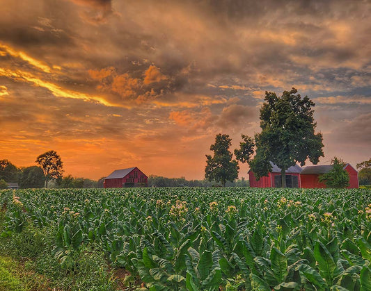 Sunset over a field with red barns and trees