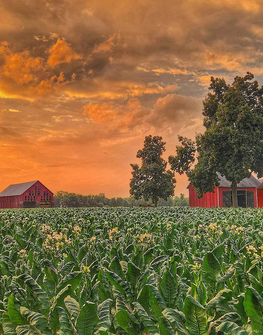 Tobacco field with red barns and trees under a dramatic sunset sky.