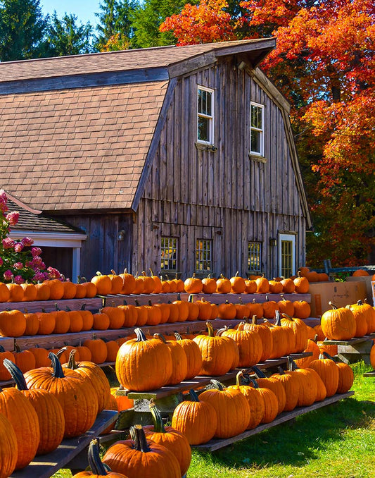 Wooden barn with rows of pumpkins in front, surrounded by autumn foliage.