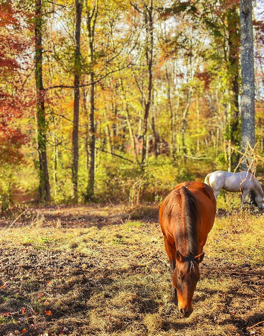 Autumn Grazing — Portland, Connecticut (2023)