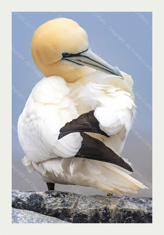 Gannet With Attitude - Limited Edition Photographic Print