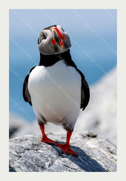 Happy Puffin - Limited Edition Photographic Print