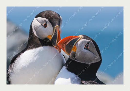 Puffin Love - Limited Edition Photographic Print