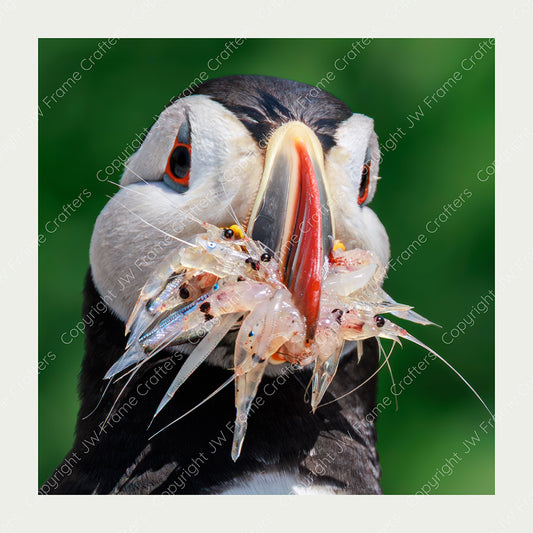 Catch of the Day - Limited Edition Photographic Print