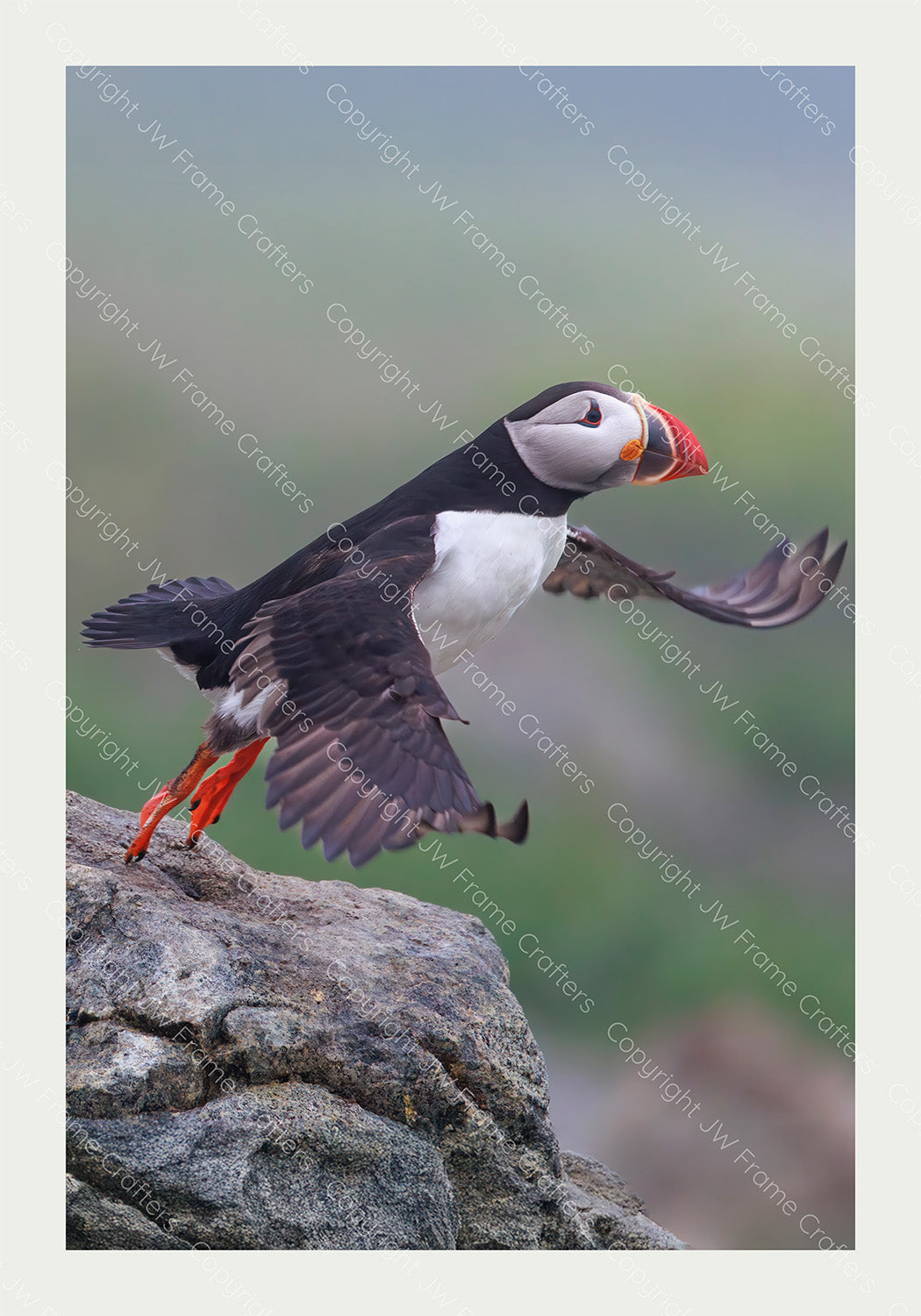 Tippy Toes - Limited Edition Photographic Print