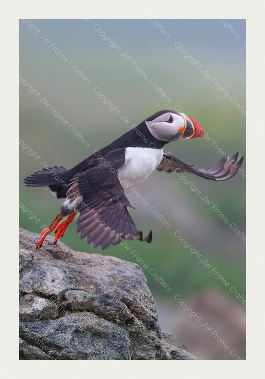 Tippy Toes - Limited Edition Photographic Print