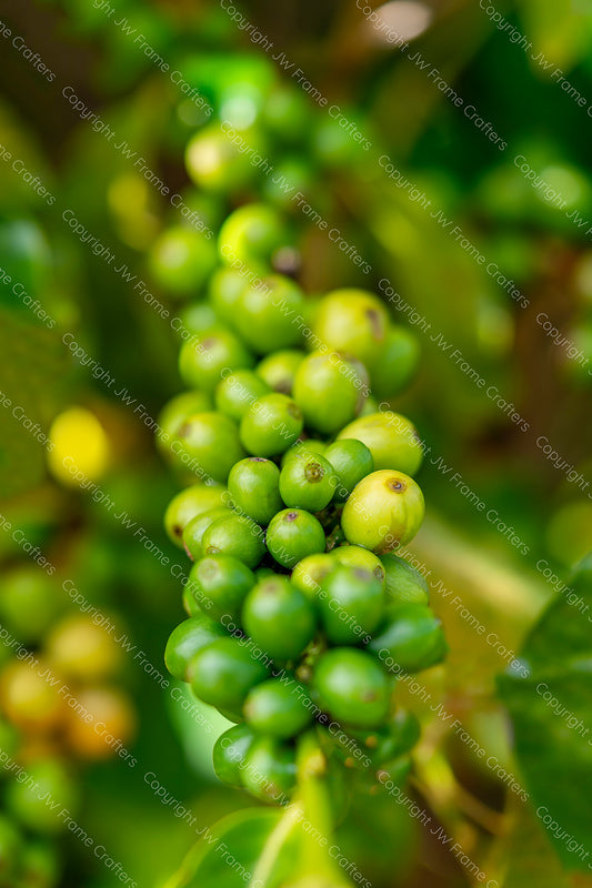 Coffee Beans — Photographic Print