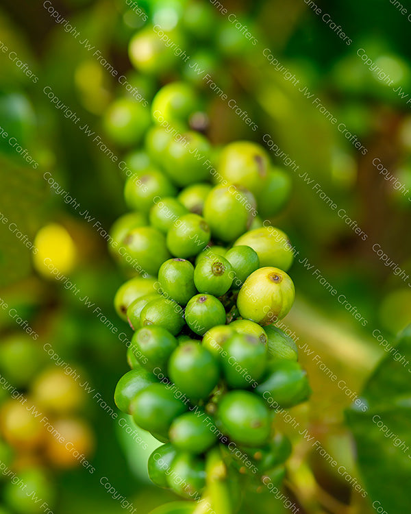 Coffee Beans — Photographic Print