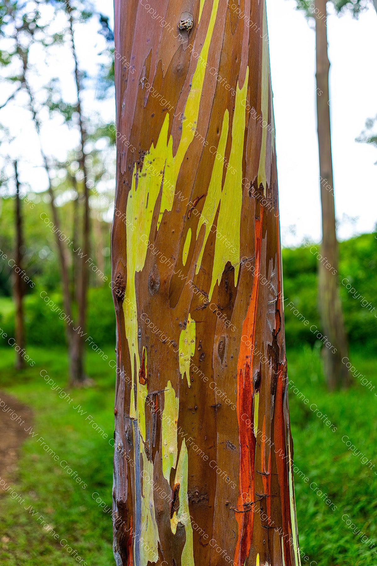Rainbow Eucalyptus — Photographic Print