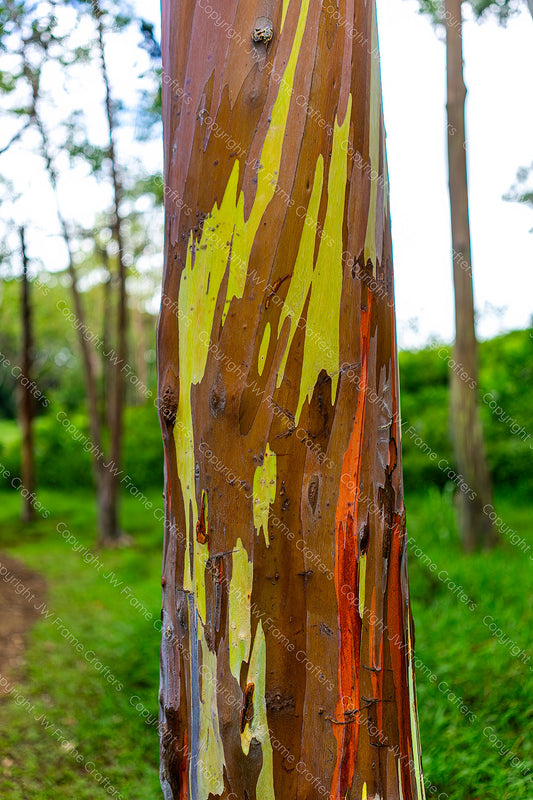 Rainbow Eucalyptus — Photographic Print