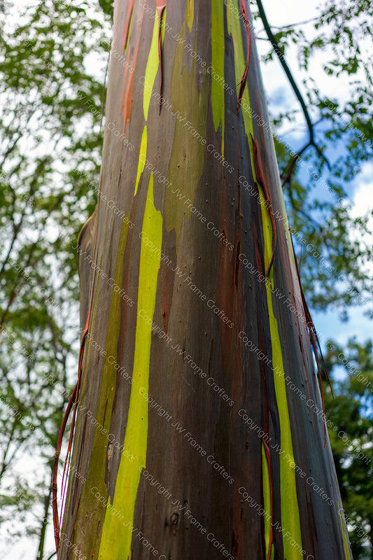 Rainbow Eucalyptus 2 — Photographic Print