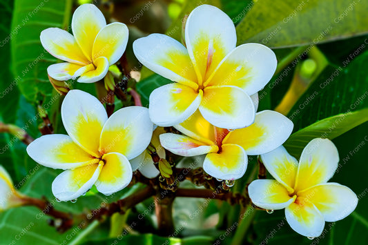 Plumeria Flowers — Photographic Print