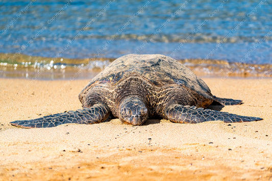Hawaiian Honu —  Photographic Print